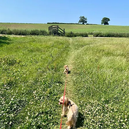 Ash * Tollerton (Yorkshire)